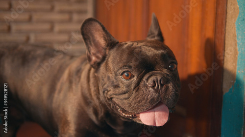 Cute black french bulldog  infront of the door.
