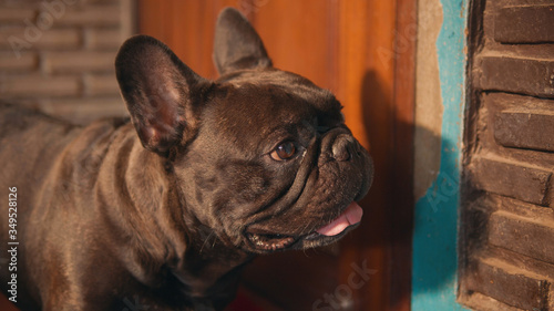Cute black french bulldog  infront of the door.