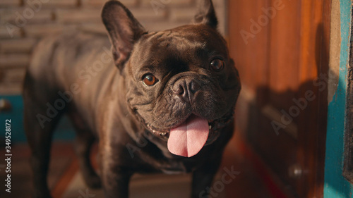 Cute black french bulldog  infront of the door.