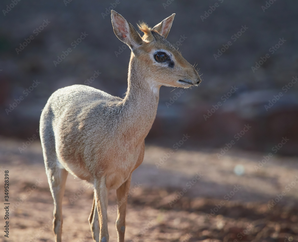 wildlife photo of an Kirk's dik-dik - Madoqua kirkii wildlife photo of an Kirk's dik-dik - Madoqua kirkii