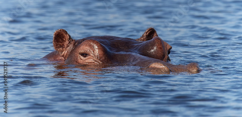 wildlife photo of an Hippopotamus - Hippopotamus amphibius © SWF 2