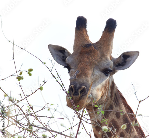 Reticulated giraffe - Giraffa camelopardalis reticulata © SWF 2