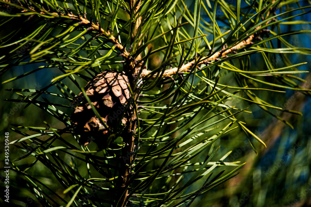 Obraz premium tree, needles, cones