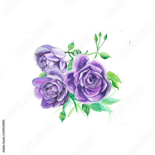 bouquet of purple roses isolated on white