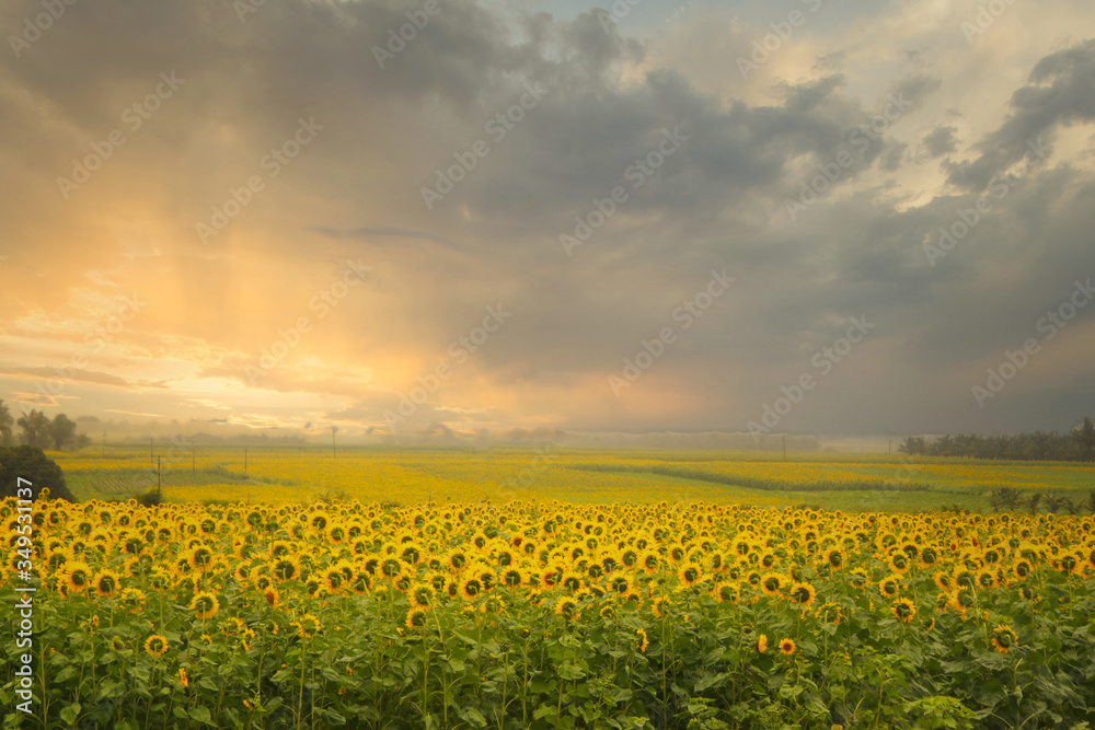 Field of yellow sunflowers during the beautiful sunset