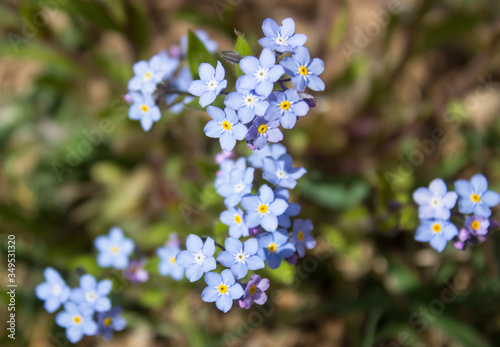 Blue forget me not flowers blooming on green background (Forget-me-nots, Myosotis sylvatica, Myosotis scorpioides).  Spring blossom background. Closeup, low key