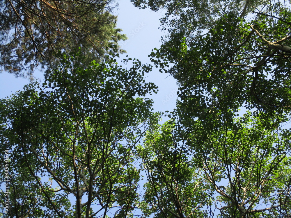 Obraz premium green forest against the sky