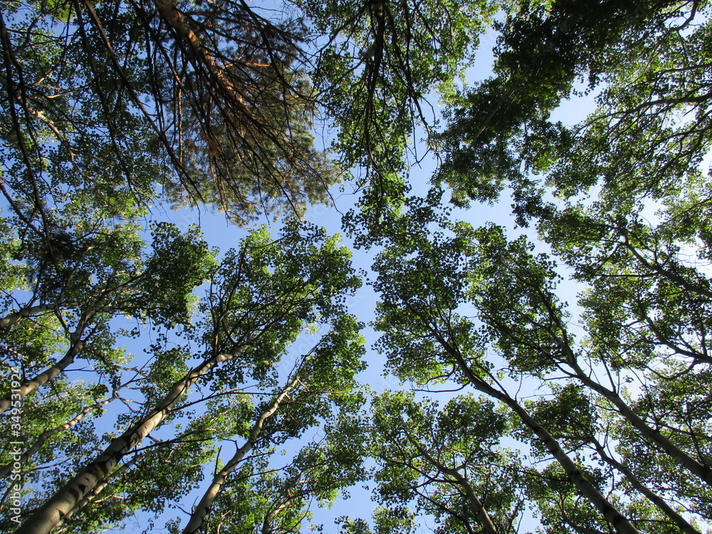 Obraz premium trees and sky