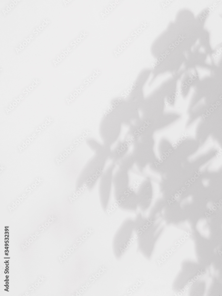 abstract shadow of the leaves on a white wall background