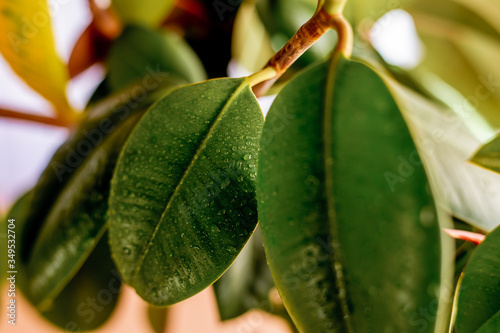 Green ficus leaves in the interior, close-up leaves, thick leathery oval leaves, water drops on the leaves after spraying
