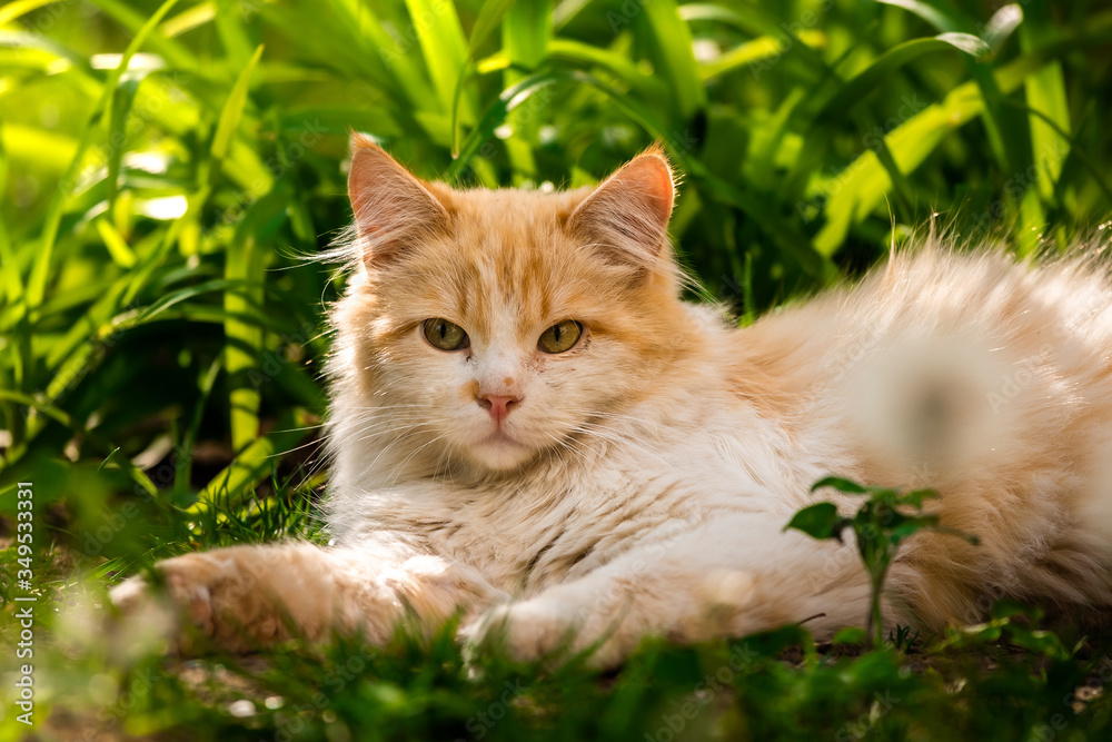 Beautiful fluffy cat in the grass in the backyard, resting and basking in warm weather