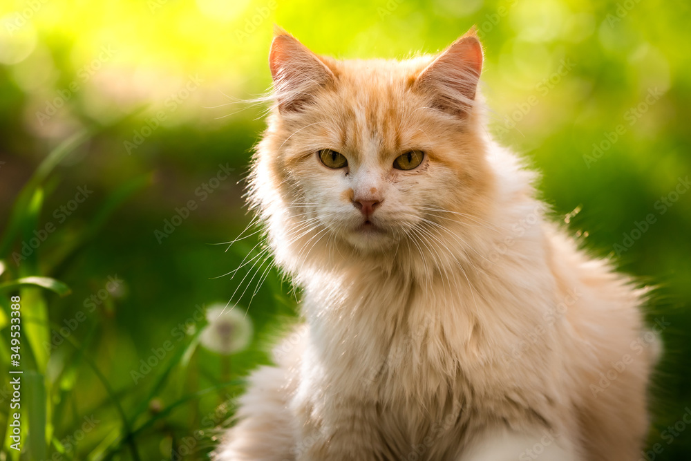 Portrait of a beautiful fluffy cat on a bright green background in the summer in the garden with the sun