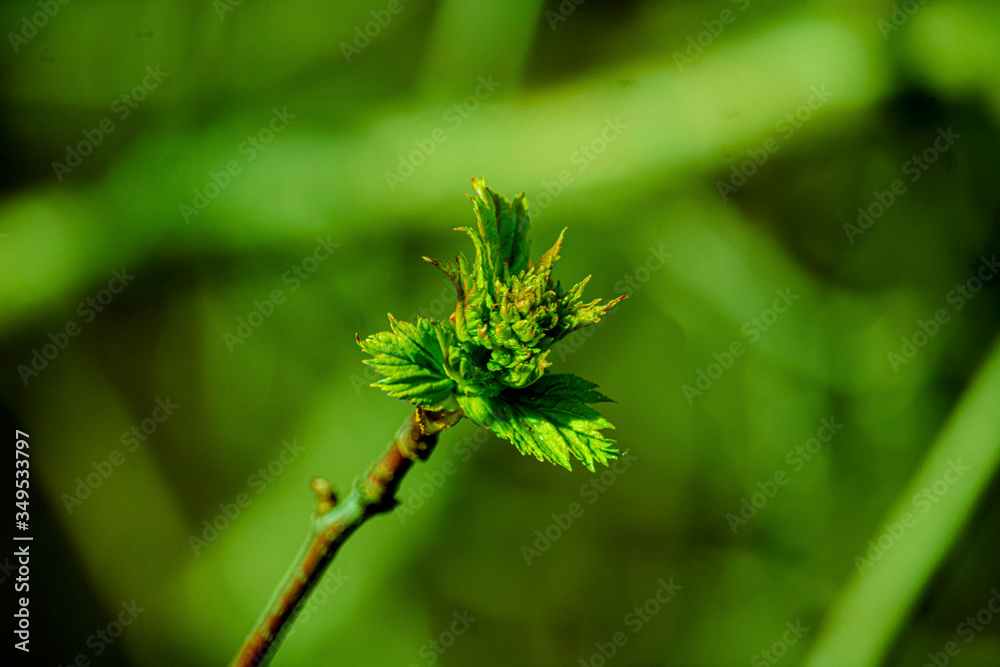 the kidneys, tree, screen, branch, april, spring the kidneys, tree, screen, branch, april, spring