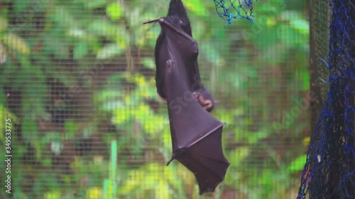 Australian fruit bat grooming, feeding and stretching upside down