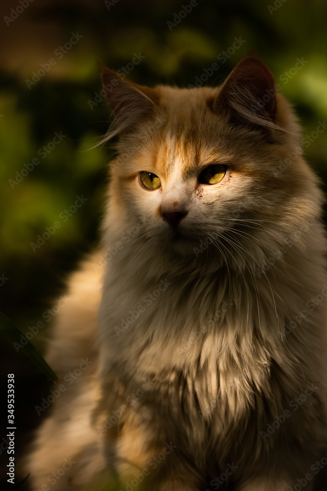 Fluffy cat in the dark and in the sun, an epic photo of the animal in the gaps