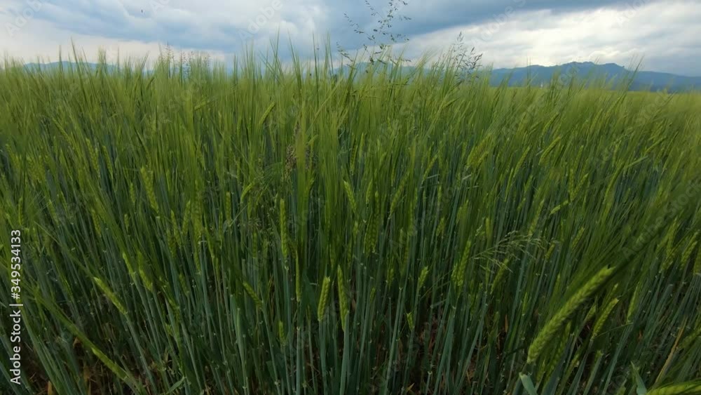 Close up green young wheat growing on large agricultural farming field in spring season. Flat landscape with rich soil. In distance hills and cloudy sky. Wide shot, descending Close up green young wheat growing on large agricultural farming field in spring season. Flat landscape with rich soil. In distance hills and cloudy sky. Wide shot, descending