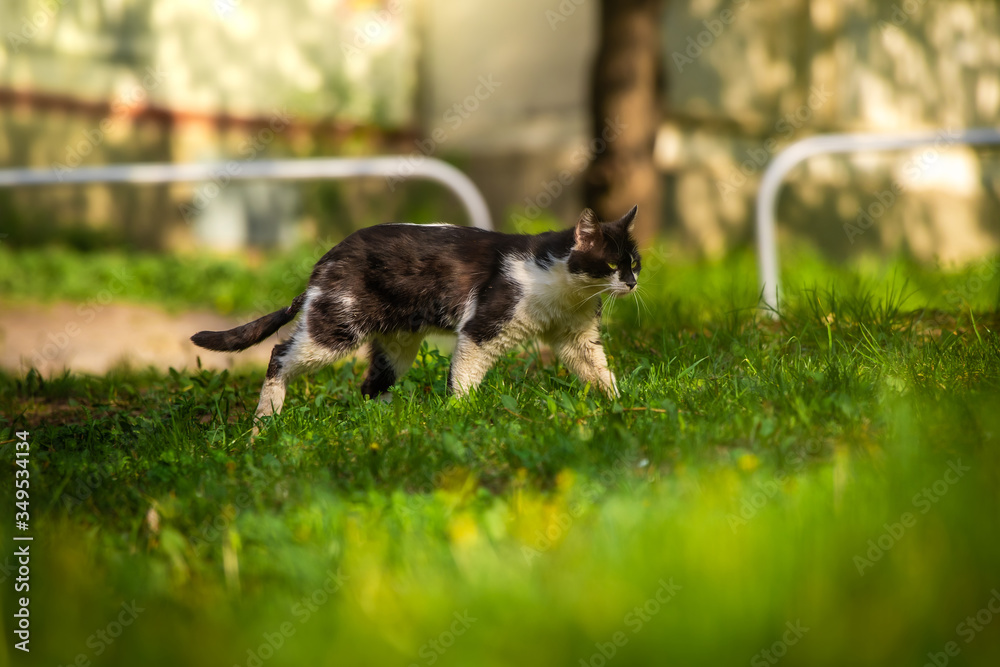 The cat goes about his business summer and the green lawn The cat goes about his business summer and the green lawn