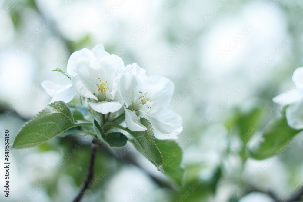 spring, flower, tree, blossom, nature, white, branch, cherry, flowers, blooming, bloom, plant, apple, season, green, beauty, garden, sky, petal, macro, floral, beautiful, blue, leaf, plum spring, flower, tree, blossom, nature, white, branch, cherry, flowers, blooming, bloom, plant, apple, season, green, beauty, garden, sky, petal, macro, floral, beautiful, blue, leaf, plum