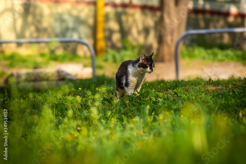 Cat defecates on a green lawn, stray animals summer