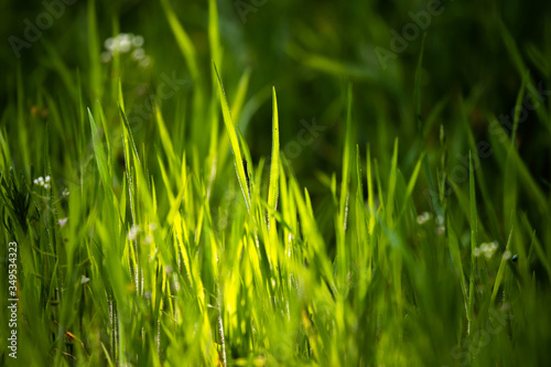 Light falls on grass sprouts, deep color and meaning