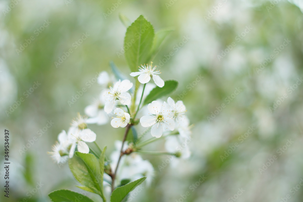 white fragrant cherry flowers in the spring garden white fragrant cherry flowers in the spring garden