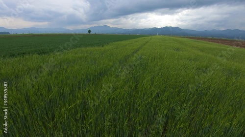 Green young wheat growing on large agricultural farming field in spring season. Flat landscape view with rich soil. In distance hills and cloudy sky.  Wide shot, backward dolly moving, tilt up photo