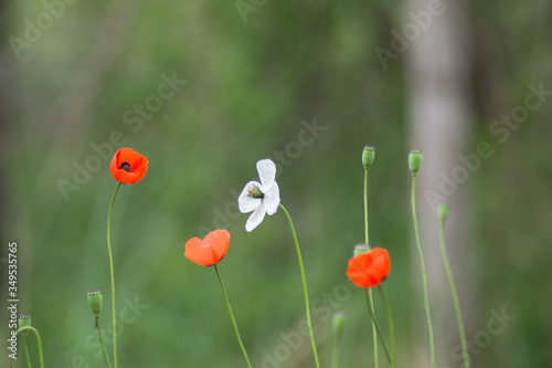 Red and white poppies flowers, (Papaver dubium), blurred green grass background, nature outdoors, meadow with wild flowers macro