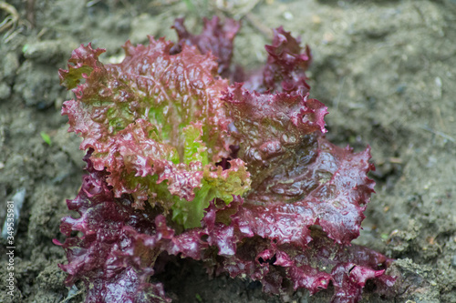 Small lettuce red leaves  texture  organic plant for fresh salad  edible  vegetable garden