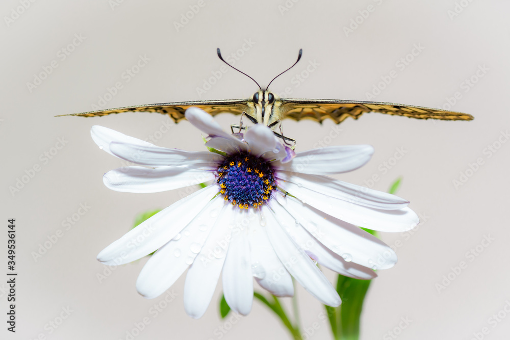 Obraz premium farfalla, macaone