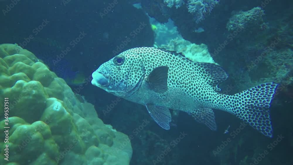 Many-Spotted Sweetlips fish swimming into the australian reef