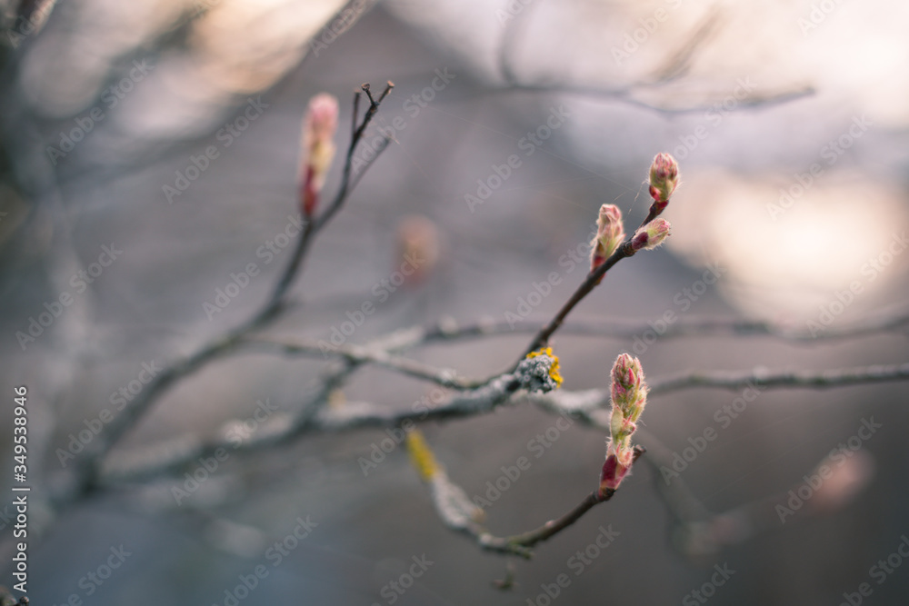 spring branch with buds as a symbol of a new life spring branch with buds as a symbol of a new life