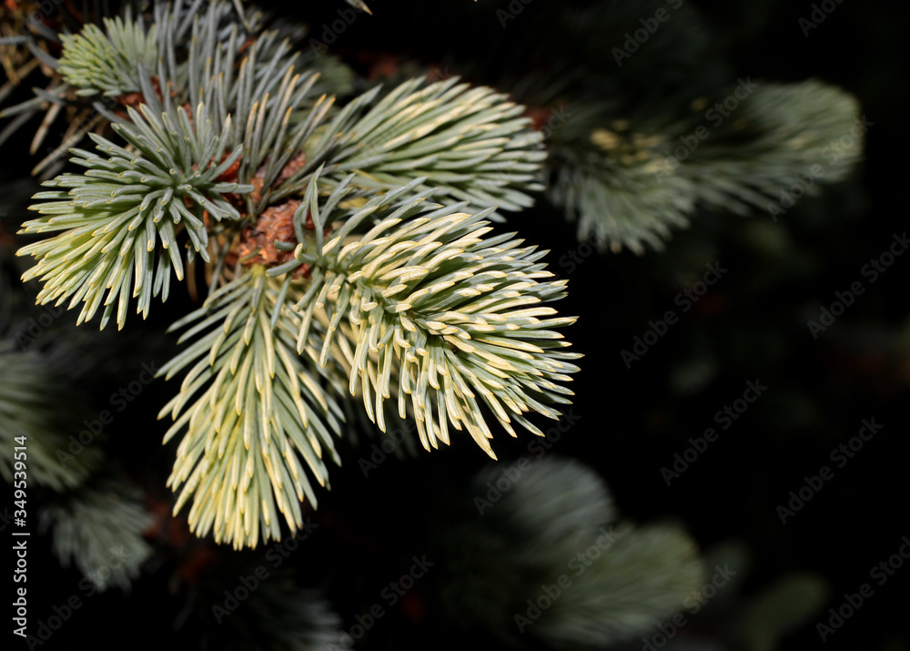 Young shoots of spruce. Spruce branches for the background. Twigs on a blurry background. Young shoots of spruce. Spruce branches for the background. Twigs on a blurry background.