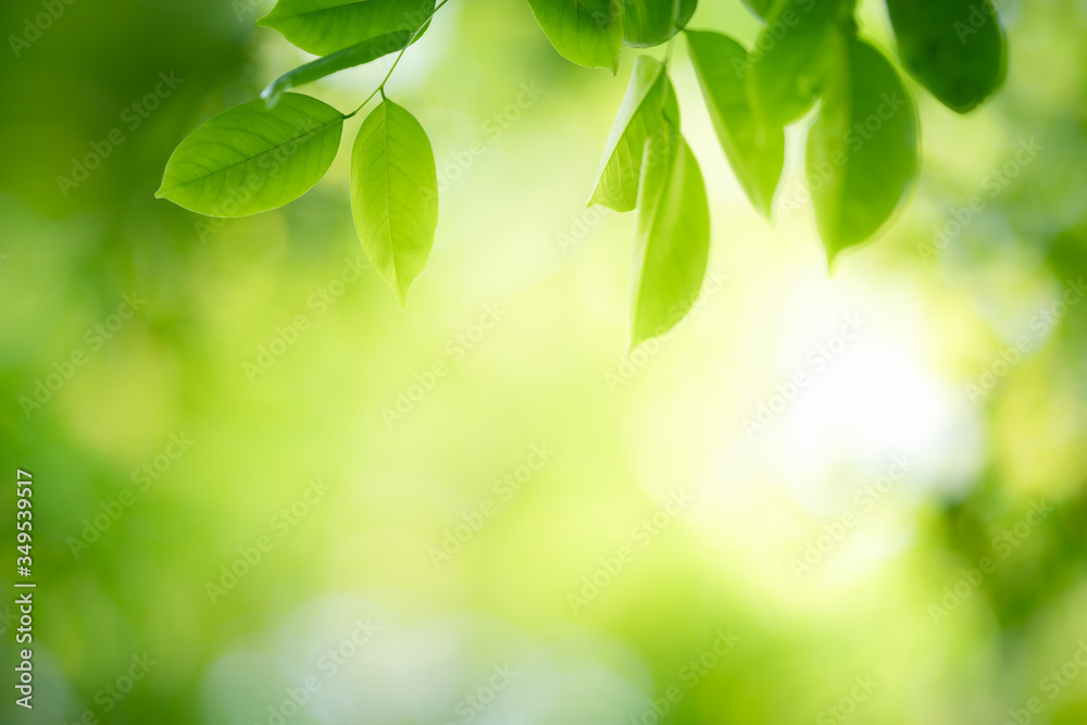 Nature of green leaf in garden at summer. Natural green leaves plants using as spring background cover page greenery environment ecology wallpaper Nature of green leaf in garden at summer. Natural green leaves plants using as spring background cover page greenery environment ecology wallpaper