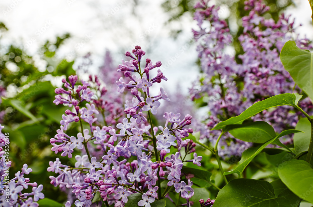 Beautiful lilac blossom.Flowering lilac tree.Fresh spring background on nature outdoors.Soft focus image of blossoming flowers in spring time Beautiful lilac blossom.Flowering lilac tree.Fresh spring background on nature outdoors.Soft focus image of blossoming flowers in spring time