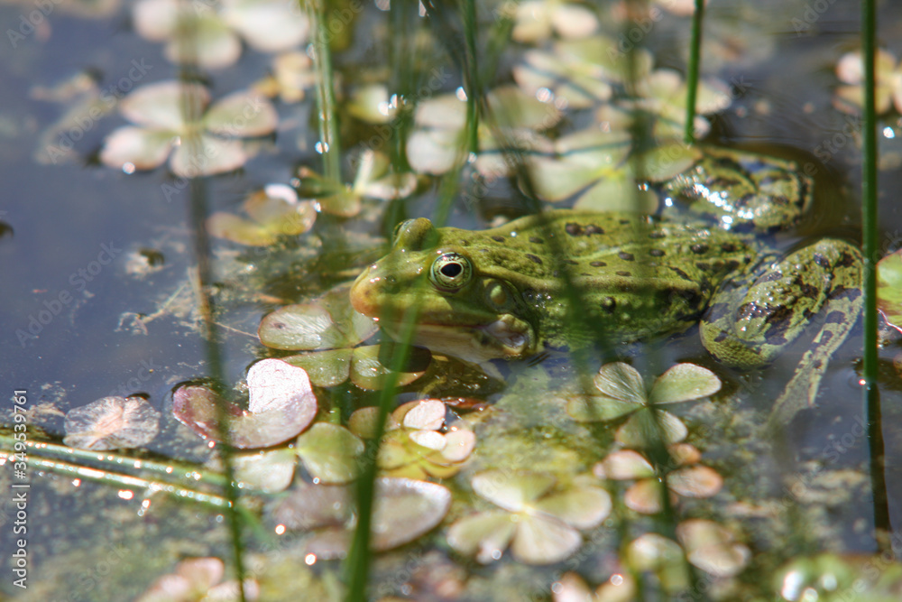 Zbliżenie zielonej żaby pływającej w stawie. - obrazy, fototapety, plakaty 