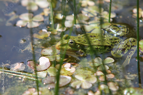 Zbliżenie zielonej żaby pływającej w stawie.