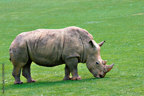 white rhino in the grass