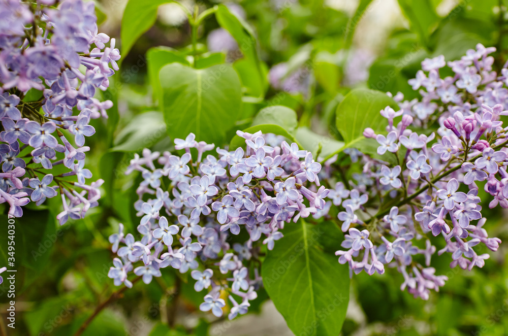 Beautiful lilac blossom.Flowering lilac tree.Fresh spring background on nature outdoors.Soft focus image of blossoming flowers in spring time Beautiful lilac blossom.Flowering lilac tree.Fresh spring background on nature outdoors.Soft focus image of blossoming flowers in spring time