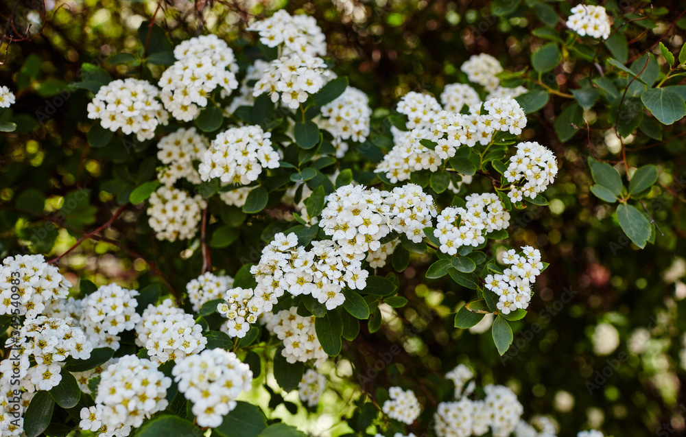 Spring blooming bush with many white flowers - Spirea (Spiraea cantoniensis). Van Houttes spiraea - Latin name - Spiraea x vanhouttei.Fresh spring background on nature outdoors Spring blooming bush with many white flowers - Spirea (Spiraea cantoniensis). Van Houttes spiraea - Latin name - Spiraea x vanhouttei.Fresh spring background on nature outdoors