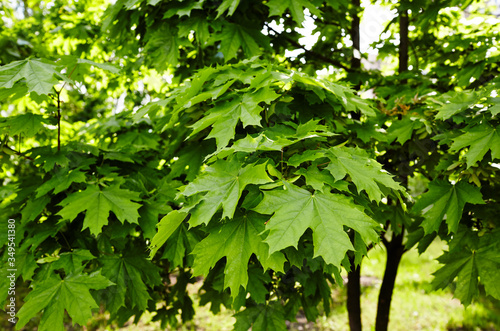 Maple branch with green leaves on a sunny day. Maple tree in spring. Blurred leaf background