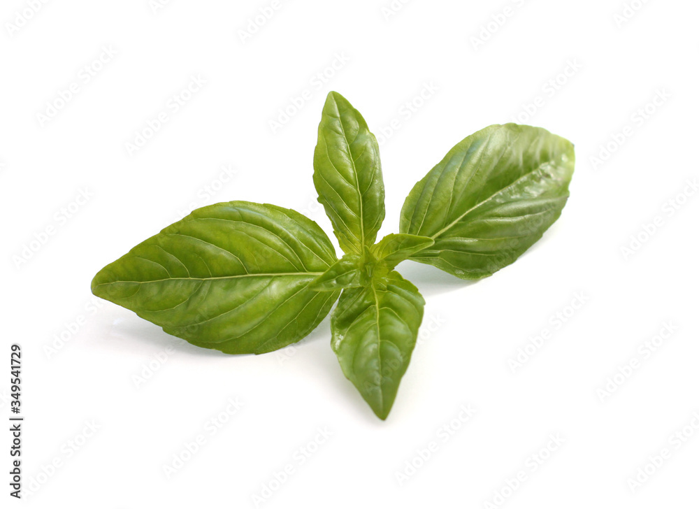 Fresh green basil isolated on white Fresh green basil isolated on white