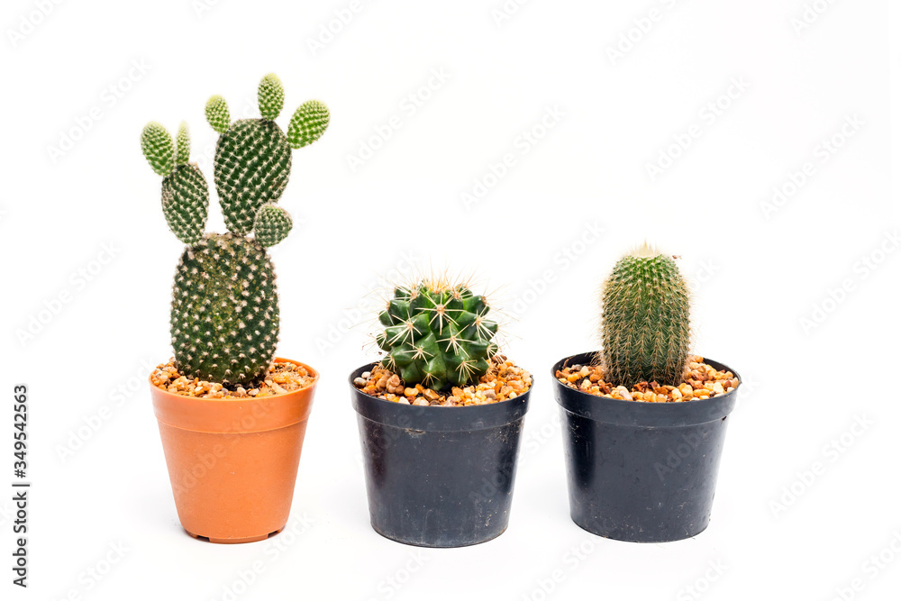 Cactus in a pot on white background.Beautiful green cactus pot isolated on white background. Cactus in a pot on white background.Beautiful green cactus pot isolated on white background.