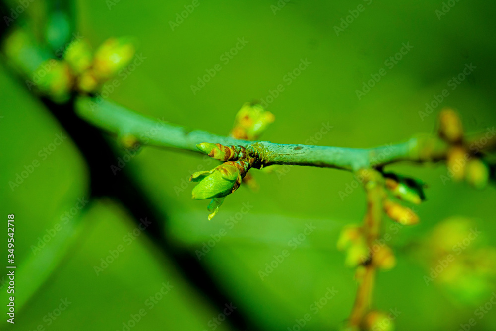 the kidneys, tree, screen, branch, april, spring