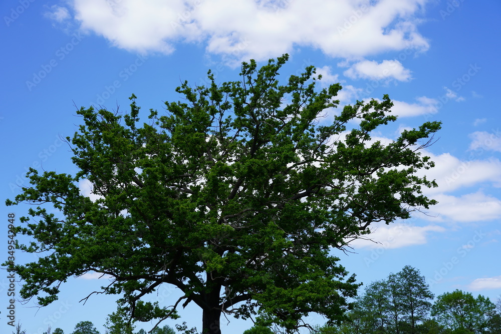 Eiche im Spreewald vor blauem Himmel und Wolken Eiche im Spreewald vor blauem Himmel und Wolken
