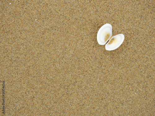 Sea shells on sand beach