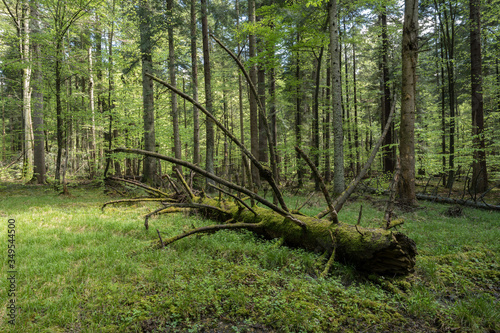 Old fallen fir as large scale dead wood in natural spring Carpathian forest 
