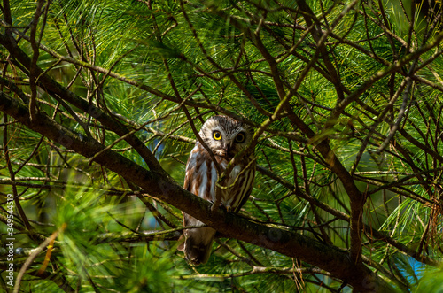 Northern Saw Whet Owl in Tree 3