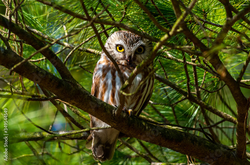 Foto Northern Saw Whet Owl in Tree 2