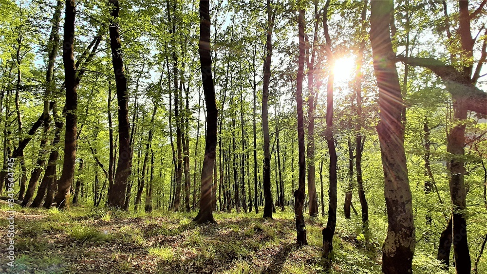Naklejka premium Beautiful morning and green forest in spring. The sun shines in the forest