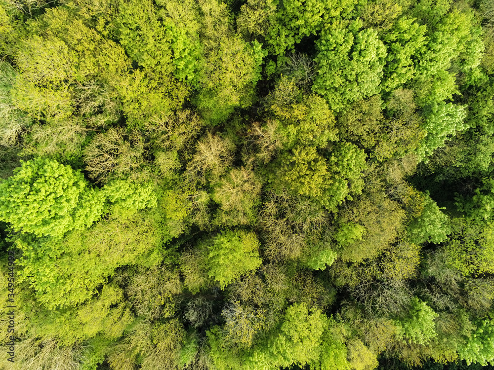 Naklejka premium Green forest trees